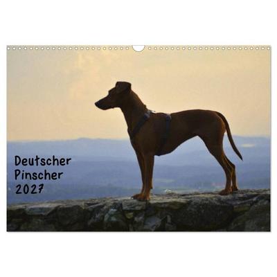 Deutscher Pinscher (Wandkalender 2027 DIN A3 quer), CALVENDO Monatskalender