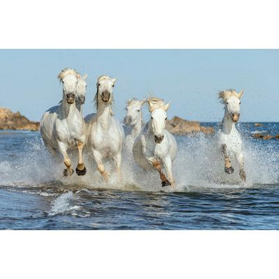 Fototapete PAPERMOON "PFERDE-CAMARGUE GALLOP STRAND MEER TIERE KÜSTE PROVENCE", bunt, B:2,5m L:1,86m, Vlies, Tapeten