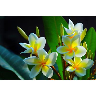 Papermoon "FRANGIPANI-BLUMEN PLUMERIA PFLANZE JASMIN BLÜTEN BAUM"