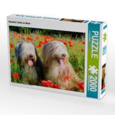 CALVENDO Puzzle Bearded Collies im Mohn 2000 Teile Lege-Größe 90 x 67 cm Foto-Puzzle Bild von Christian Müller