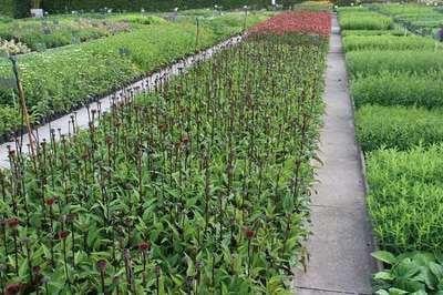 6 x Echinacea purpurea Fatal Attraction Zonnehoed - Pot van 9 x 9 cm - GRDplanten