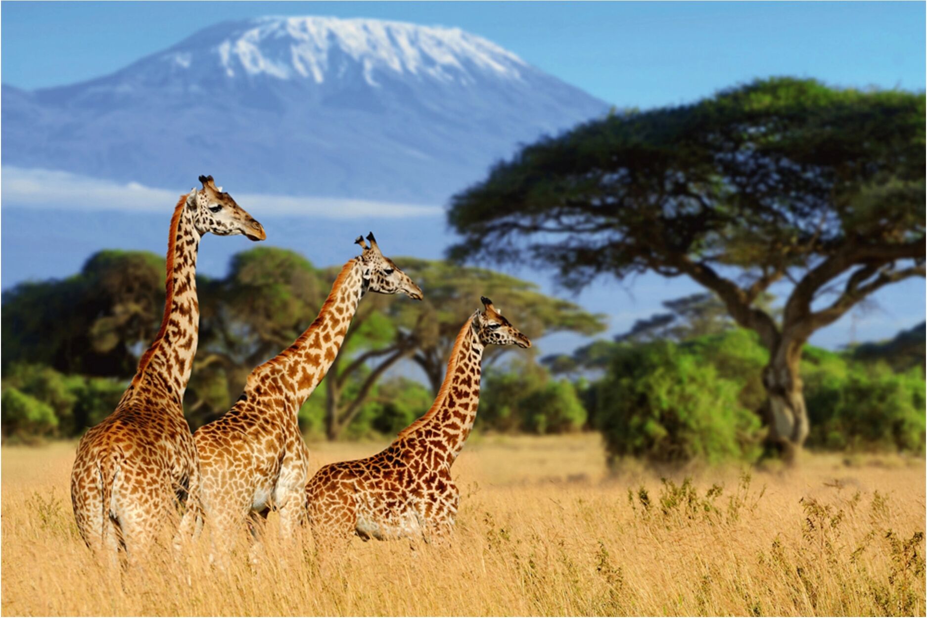 image LAND Giraffen in Der Savanne