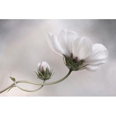 Fototapete PAPERMOON "Photo-Art MANDY DISHER, EINFACH KOSMOS", bunt, B:4,5m L:2,8m, Vlies, Tapeten