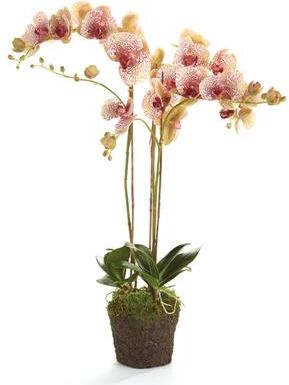Porch & Petal "Phalaenopsis Orchid Drop-In 32"""
