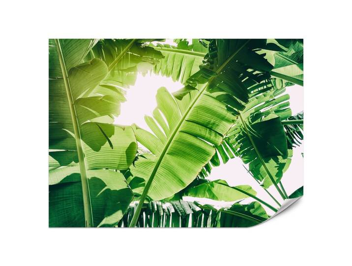 FOTOTAPETE für Wohnzimmer Bananenpflanze Grüne Blätter Tropisch 200x140