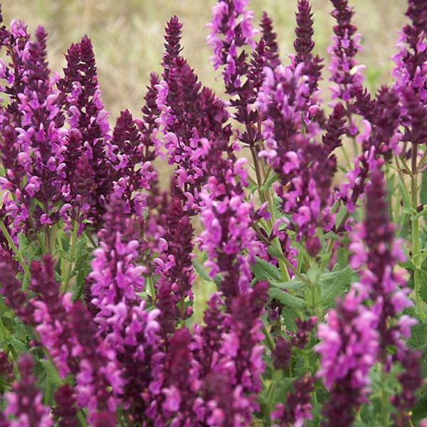 6x Salvia nemorosa Rose Queen Ostfriesland in pot van 9x9 cm