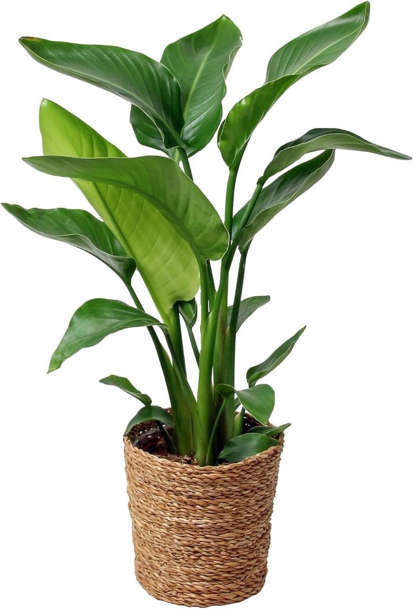 Strelitzia Paradijsvogelbloem Kamerplant - Groen - Hoogte: 70 cm