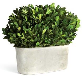 Porch & Petal Boxwood Bush In Oval Pot - Green