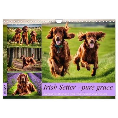 Irish Setter - pure grace (Wall Calendar 2027 DIN A4 landscape), CALVENDO 12 Month Wall Calendar