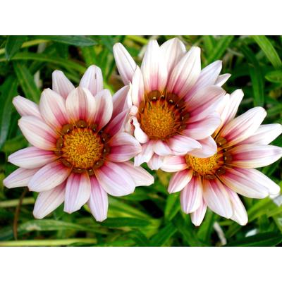 Fototapete PAPERMOON "Afrikanische Gazania Blumen", bunt, B:2m L:1,49m, Vlies, Tapeten