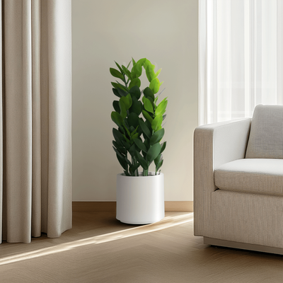 "Zz Plant   35 Â½""   MOD LIGHTING"