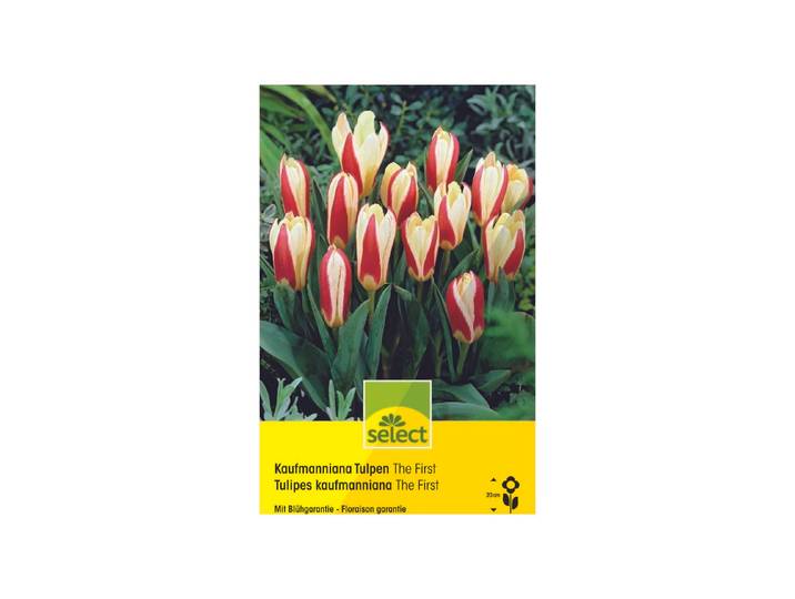Select Blumenzwiebel Kaufmanniana Tulpen The First ''