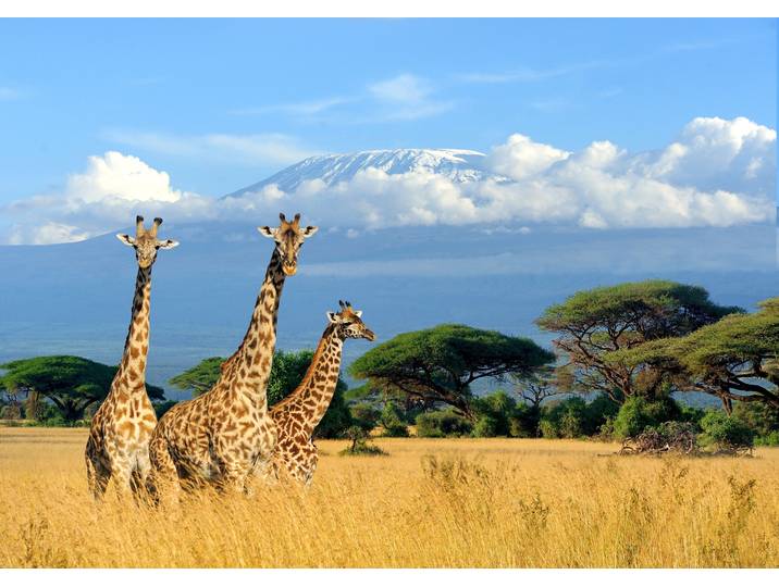 Fototapete PAPERMOON Giraffes at Kilimanjaro , bunt, B:5m L:2,8m, Vlies, Tapeten, Fototapete