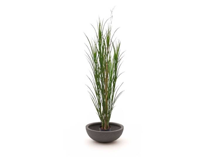 Designplants/Luca Lifestyle Riedgras Kunstpflanze (h:165 cm) mit Terreno Bowl Blumentopf