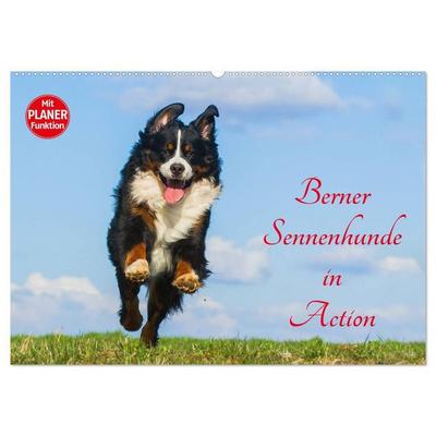 Berner Sennenhunde in Action (Wandkalender 2027 DIN A2 quer), CALVENDO Monatskalender