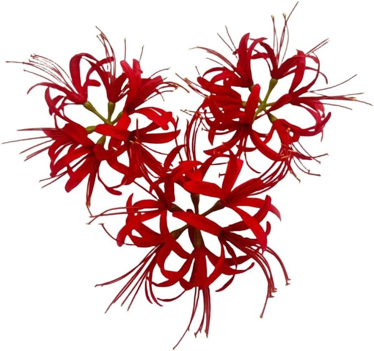 Set van 3 realistische rode kunstbloemen Spinlelie van zijde voor decoratie