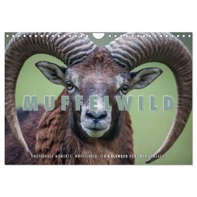 Emotionale Momente: Muffelwild. (Wandkalender 2026 DIN A4 quer), CALVENDO Monatskalender