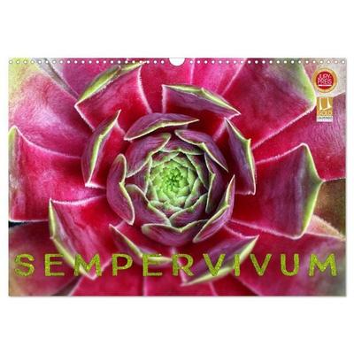 Sempervivum - Hauswurz (Wandkalender 2026 DIN A3 quer), CALVENDO Monatskalender
