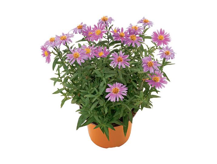 Herbstzauber Aster «Sapphire», Topf Ø 12 cm