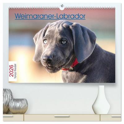 Weimaraner-Labrador (hochwertiger Premium Wandkalender 2026 DIN A2 quer), Kunstdruck in Hochglanz