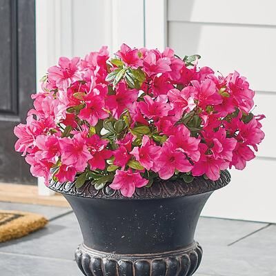 Azalea Urn Filler - Fuchsia - Grandin Road