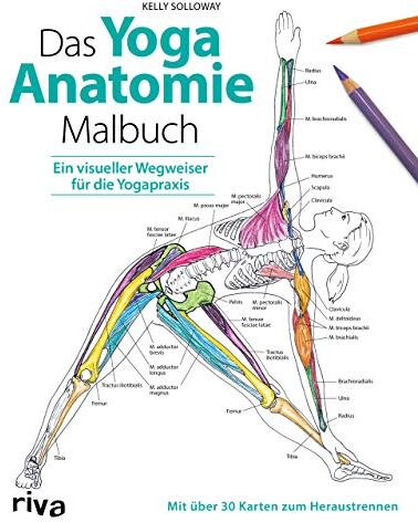 Kelly Solloway - Das Yoga-Anatomie-Malbuch: Ein visueller Wegweiser für die Yogapraxis. Mit über 30 Karten zum Heraustrennen - Preis vom 13.10.2026 11:25:28 h