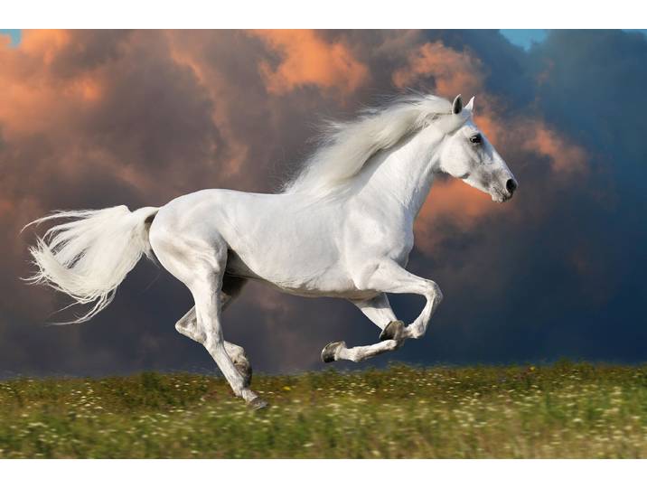Fototapete PAPERMOON PFERD IM GALOPP-RUNNING HENGST WEIss WIESE HIMMEL WOLKEN , bunt, B:4,5m L:2,8m, Vlies, Tapeten, Fototapete