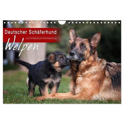 Deutscher Schäferhund - Welpen (Wandkalender 2026 DIN A4 quer), CALVENDO Monatskalender