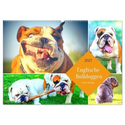 Dicke Freunde. Englische Bulldoggen (Wandkalender 2027 DIN A2 quer), CALVENDO Monatskalender