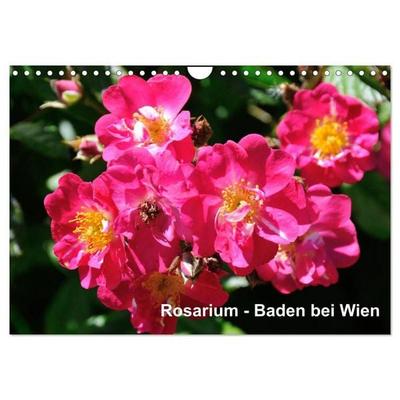 Baden bei Wien - Rosarium (Wandkalender 2026 DIN A4 quer), CALVENDO Monatskalender