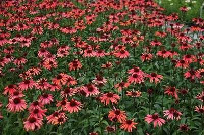 6 x Echinacea purpurea Sundown Zonnehoed - Pot van 9 x 9 cm - GRDplanten