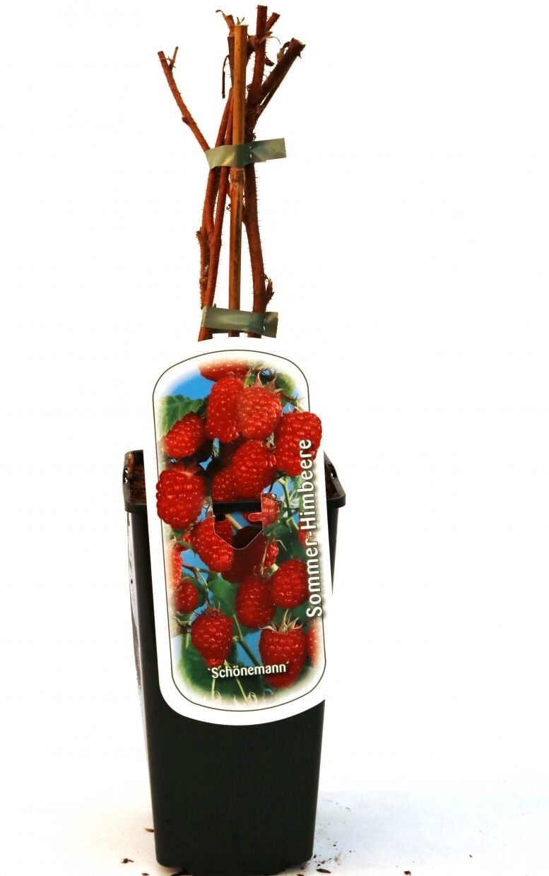 Pflanzen Obststrauch Himbeere 2 L Container