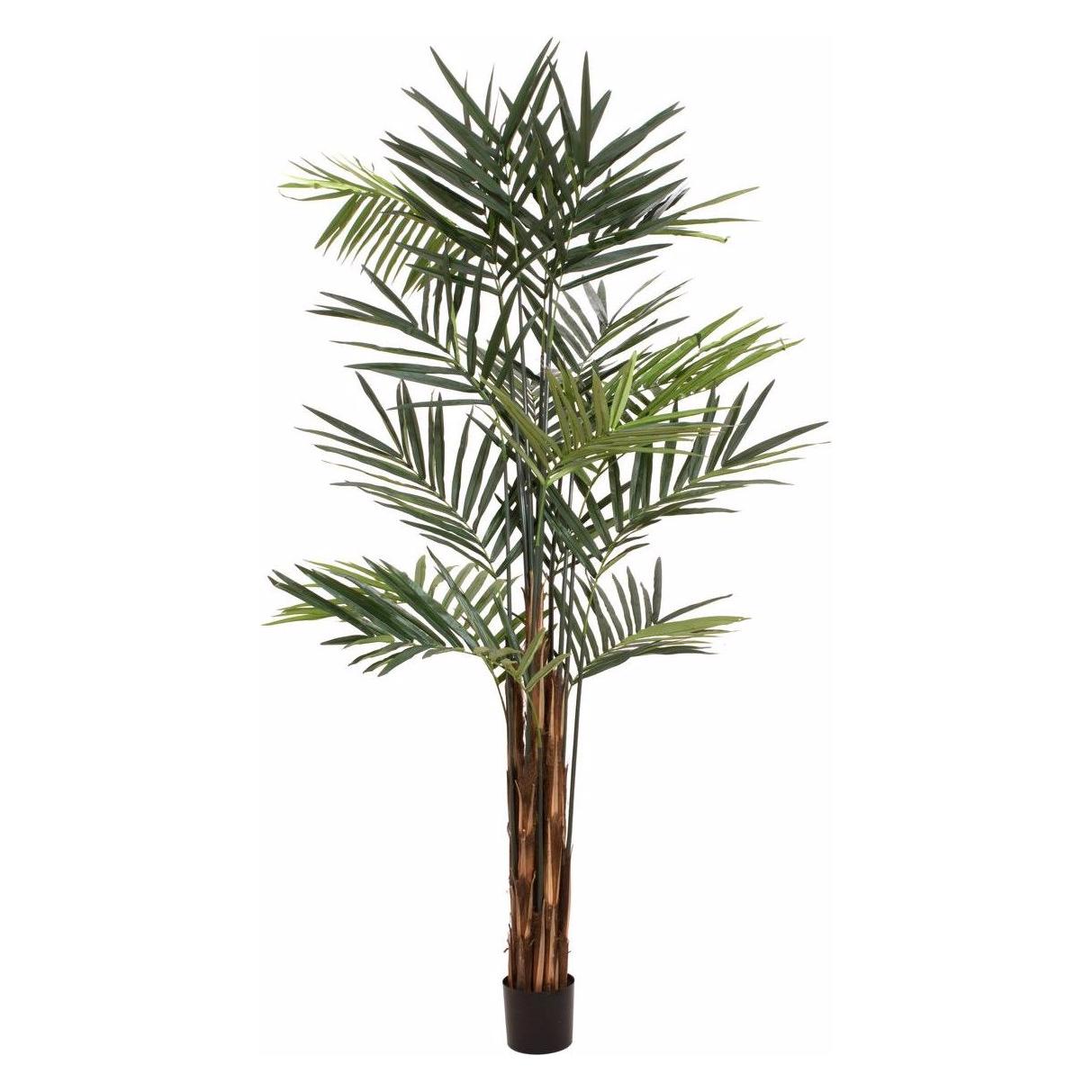 Europalms Kentia Palme (300 cm) (82511369)