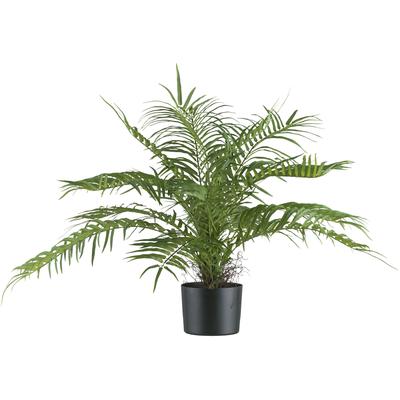 Kunstpalme CREATIV GREEN "Arecapalme", grün, H:70cm, Kunststoff, Kunstpflanzen, mit 15 Wedeln