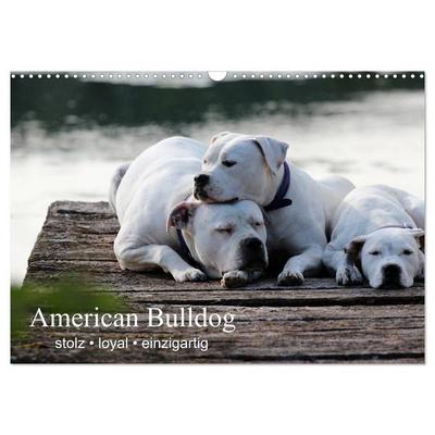 American Bulldog - stolz, loyal, einzigartig (Wandkalender 2026 DIN A3 quer), CALVENDO Monatskalender