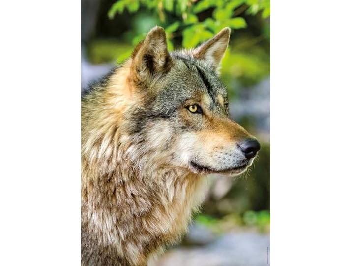Nathan - Puzzel voor volwassenen - Puzzel van 1000 stukjes - Europese grijze wolf - Volwassenen en kinderen vanaf 14 jaar - Puzzel van hoge kwaliteit - Perfecte pasvorm