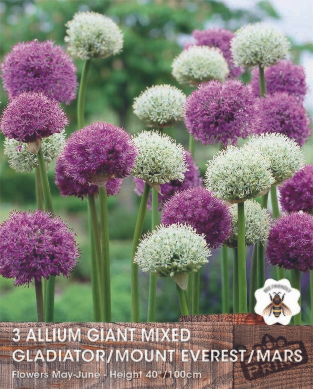 Prins Allium Giant Mix 3 bollen