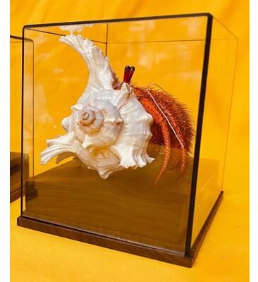 Inspire Select Real Crab Specimen Display Handcrafted Preserved Crab Ornament For Collectors & Unique Home Decor with Glass Cover 15