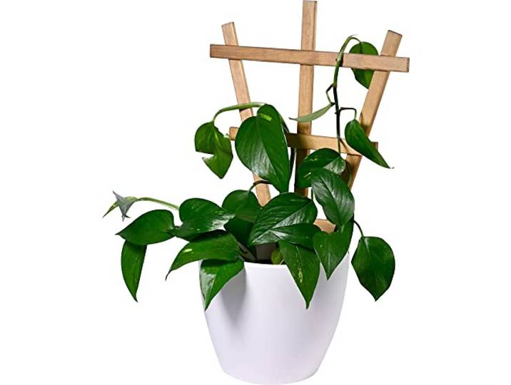 dobar® Select. Dekorative Blumentopf-Rankhilfe Positano 4er-Set Rankgitter aus Holz - 27,9 x 1,4 x 39 cm - Pflanzstütze Gr. L - Braun