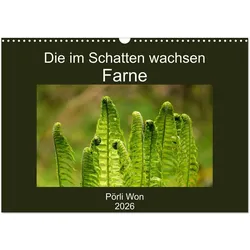 Calvendo, Kalender, Die im Schatten wachsen - Farne (Wandkalender 2026 DIN A3 quer), Monatskalender (A3)