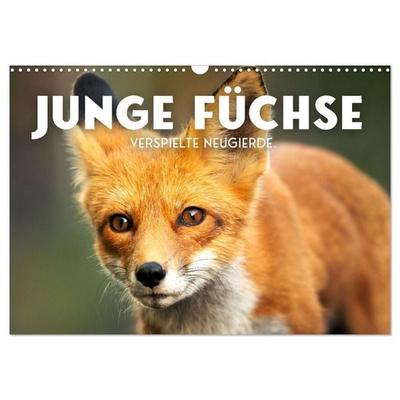 Junge Füchse - Verspielte Neugierde. (Wandkalender 2027 DIN A3 quer), CALVENDO Monatskalender