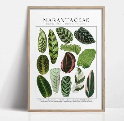 Uplifted Finds Botanical Green Houseplant Canvas Art   Calming Nature Indoors Interior Print 10 40 X 60 Cm