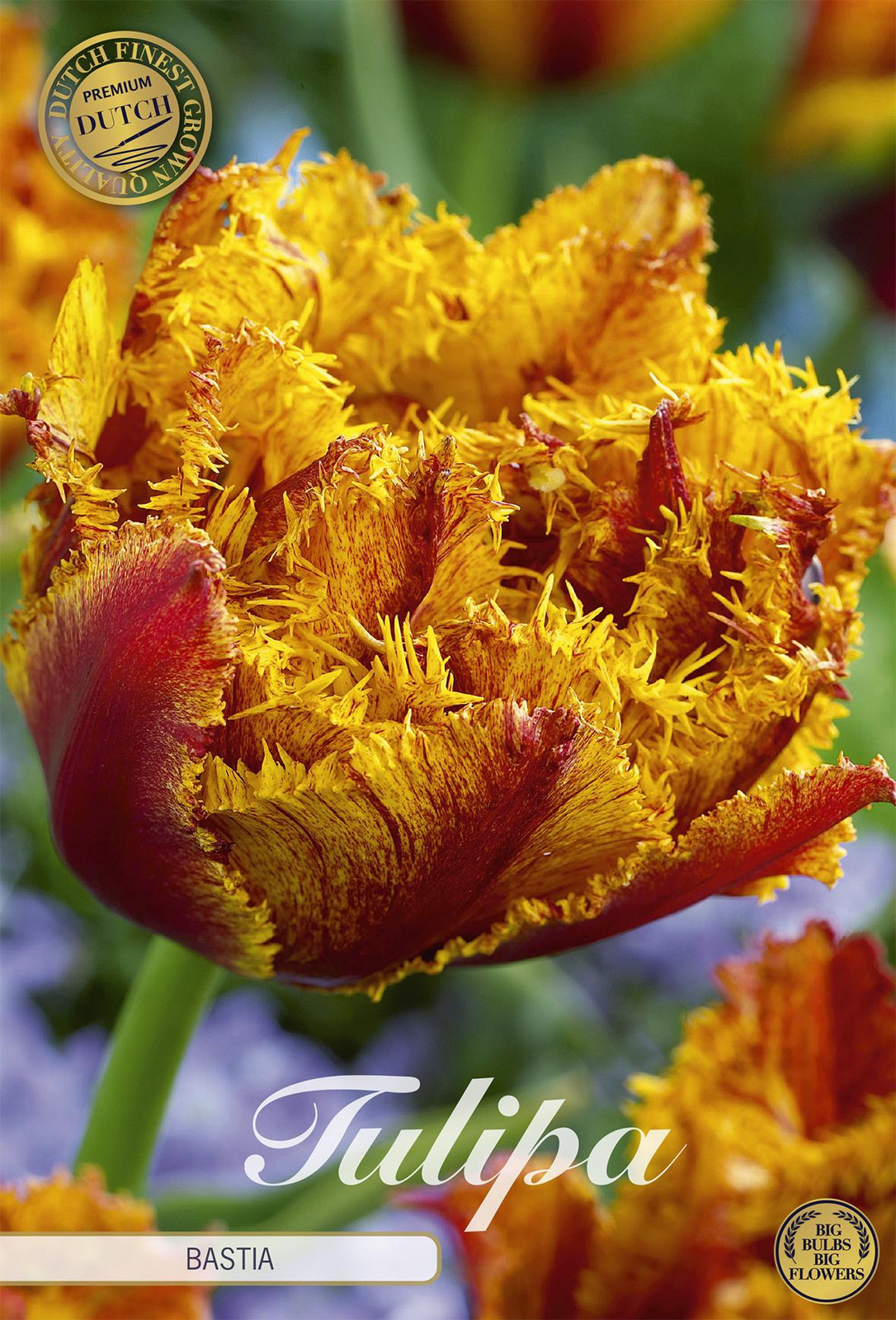 Sam van Schooten Tulpenbollen Bastia (7 stuks)
