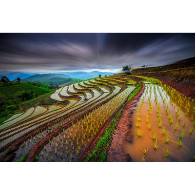 Fototapete PAPERMOON "Photo-Art TETRA, UNSICHTBARES REISFELD", bunt, B:3,5m L:2,6m, Vlies, Tapeten