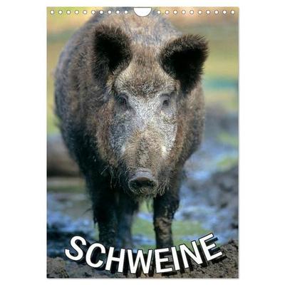 Schweine 2026 (Wandkalender 2026 DIN A4 hoch), CALVENDO Monatskalender