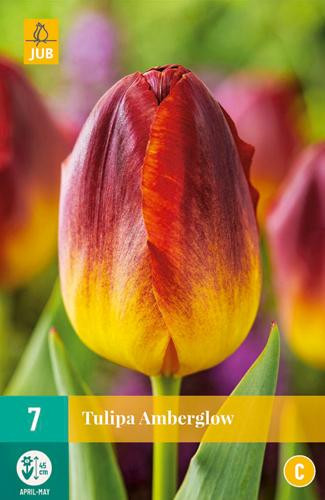 Tulipa Amberglow JUB bloembollen, 7 stuks