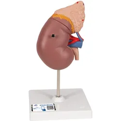 Nierenmodell mit Nebenniere, 2-teilig - 3B Smart Anatomy