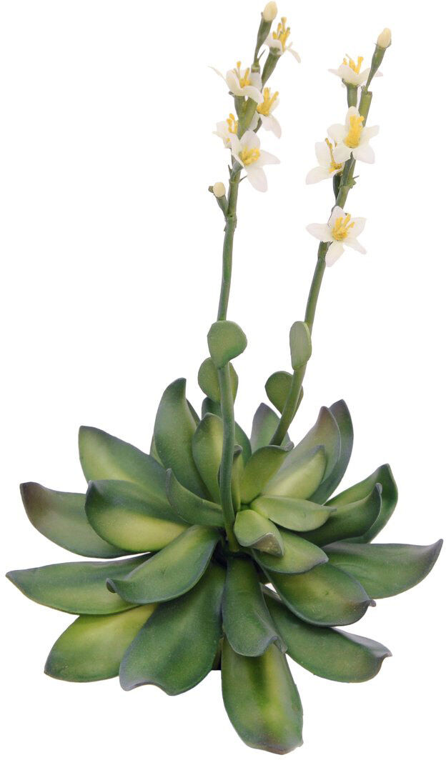 Europalms Steinrose (Eva), Gelb, 32cm