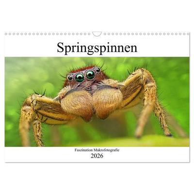 Faszination Makrofotografie: Springspinnen (Wandkalender 2026 DIN A3 quer), CALVENDO Monatskalender