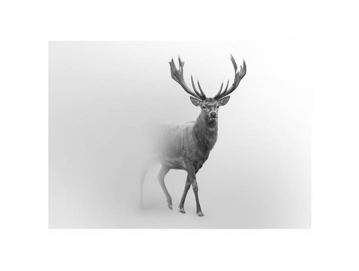 FOTOTAPETE Tiere Hirsch Vliestapete Tapete 250x175
